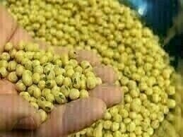 Soybeans dip on US-China trade jitters, benign US weather; wheat firms
