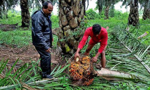 Indian refiners cancel palm oil orders for July-Sept as prices surge