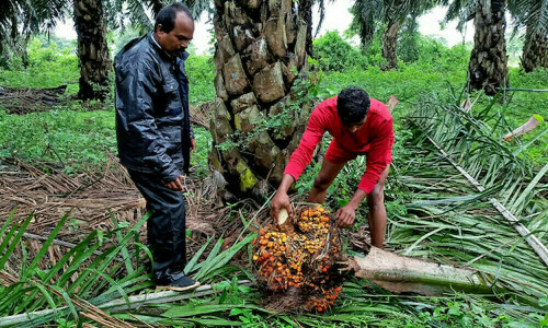 Palm oil logs sixth weekly gain, highest in two months