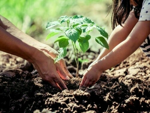 Punjab govt implementing several eco-friendly initiatives