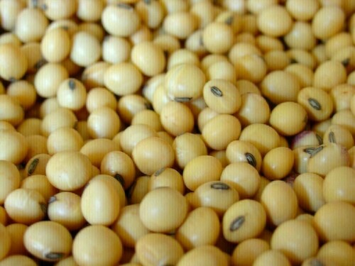 Chicago soybeans hover near 11-week low despite modest rebound