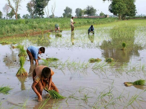 From shortage to surplus: India pours record rice crop into ethanol