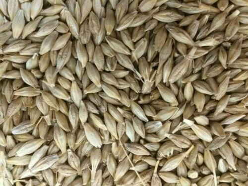 Jordan tenders to buy up to 120,000 metric tons feed barley, traders say