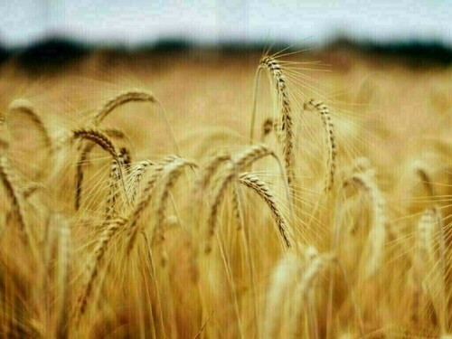 Wheat, corn down 3-4 cents, soybeans up 2-4