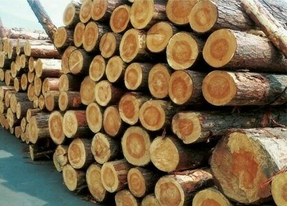 Seminar on wood identification, export procedures held
