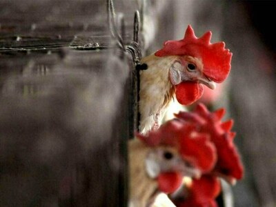 PFA discards 1,800kg of sick chickens at Tollinton Market