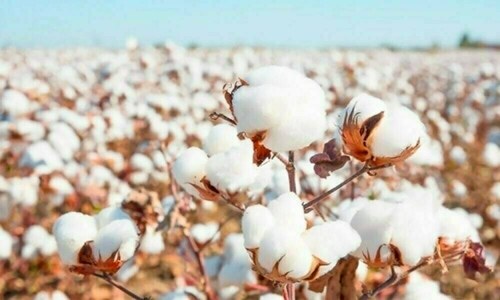 Prices firm on cotton market