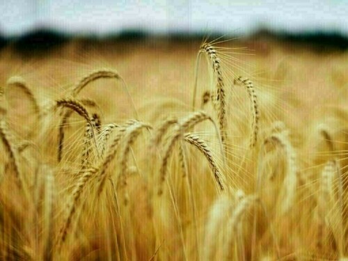 Wheat up 2-4 cents, corn down 5-7, soy down 8-10