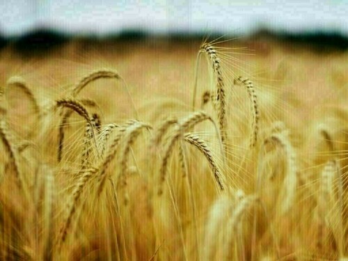 Wheat and corn down 2-3 cents, soy up 7-9