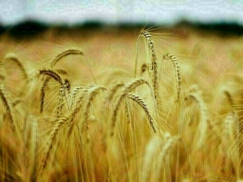 Wheat falls more than 3% on supply pressure; corn, soybeans drop