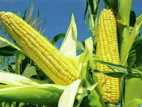 Corn falls for second session, near one-week low on US crop outlook