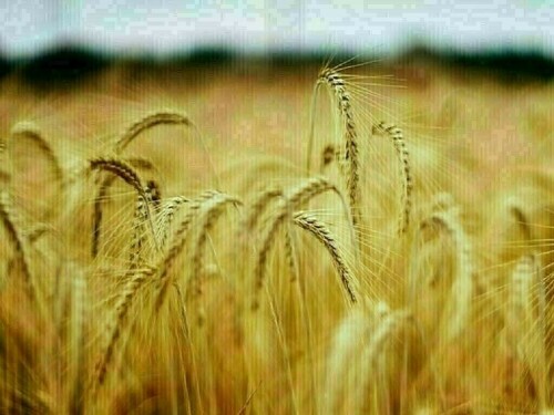 Wheat steady-down 5 cents, corn down 1-4, soy mixed