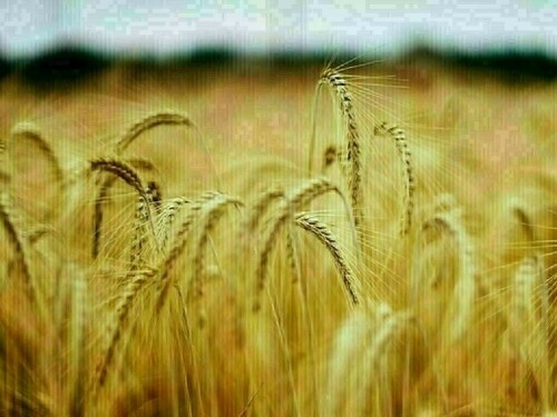 Wheat steady-down 3 cents, corn mixed, soy steady-down 5