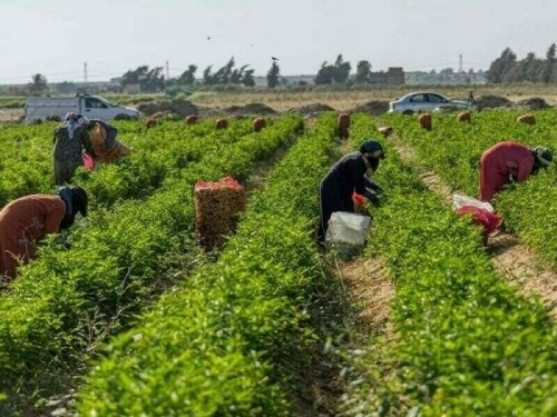 زرعی شعبے میں بڑے پیمانے پر اصلاحات کا اعلان