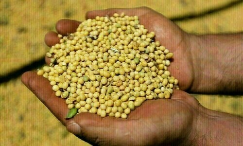 Soybeans edge lower as plentiful supply stifles gains