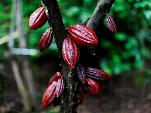 Cocoa regains some ground, still set for weekly loss