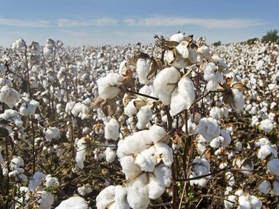 Firm trend prevails on cotton market