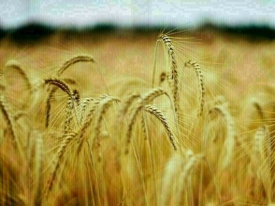 EU wheat eases in US holiday lull
