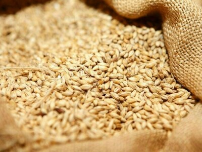 Russian wheat export prices higher