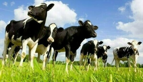 Digital transformation of dairy farming