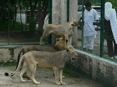 18 lions kept as pets confiscated in crackdown after attack