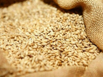 EU soft wheat exports fall in 2024/25, maize imports up