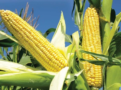 Corn, soybeans fall on US weather; wheat slips for fifth session