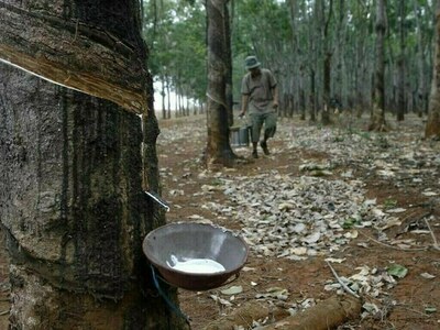 Japanese rubber futures rise on Thai flood concerns