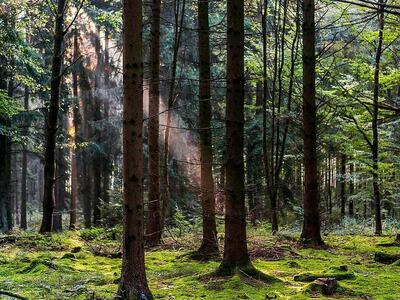 KP unveils first-ever Forest Carbon Credit Mapping Report