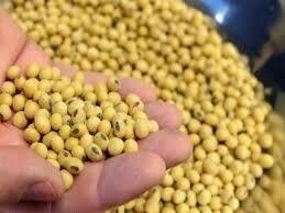Chicago soybeans