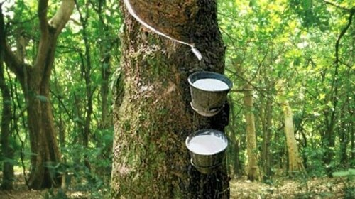 Japan rubber futures slide on profit taking