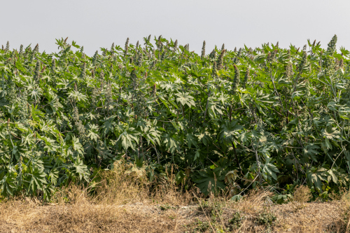 Pakistan eyes castor cultivation as high-value export crop