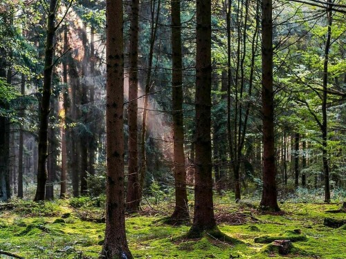 Govt urges timber traders to grow forests