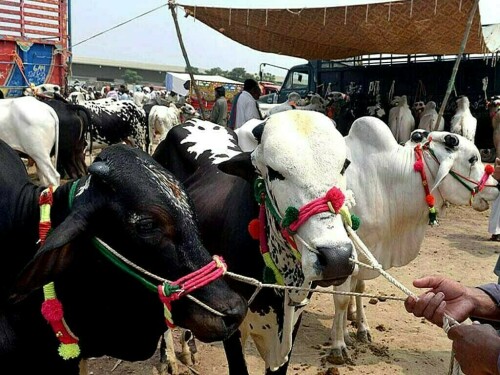 نظرانداز لائیو اسٹاک شعبہ حکومتی تعاون کا طلبگار نظرانداز لائیو اسٹاک شعبہ حکومتی تعاون کا طلبگار