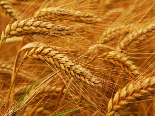 Wheat up 1-2 cents, corn up 1-2, soybeans up 10-12