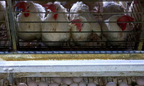 Saudi Arabia, Chile to resume poultry imports from Brazil, memos say