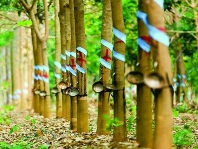 Japanese rubber futures climb