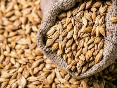 EU 2025/26 soft wheat exports down