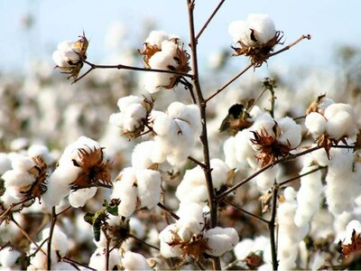 Weekly Cotton Review: Market shows declining trend amid uncertainty Weekly Cotton Review: Market shows declining trend amid uncertainty
