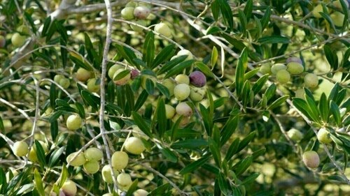Southern Punjab&rsquo;s &lsquo;green gold&rsquo;