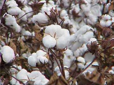Call to accelerate research activities on non-BT cotton varieties