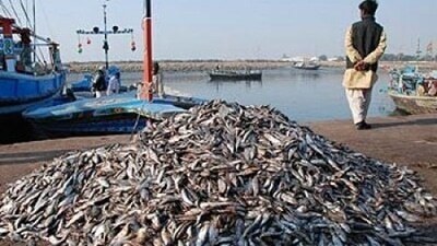Seafood exporters see no trade growth with US sans implementing TED rules Seafood exporters see no trade growth with US sans implementing TED rules