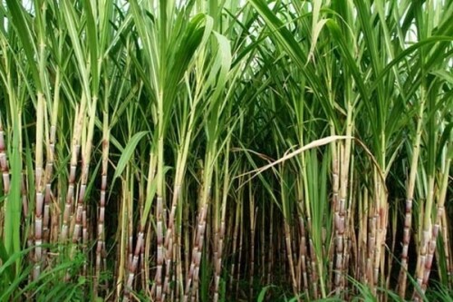 India allows production of ethanol from sugarcane juice, molasses
