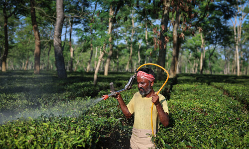 Drier weather threatens India&rsquo;s tea exports, global supply