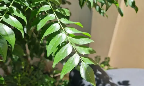 Curry patta: nature&rsquo;s green healer