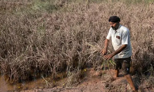 Floods devastate India&rsquo;s breadbasket of Punjab
