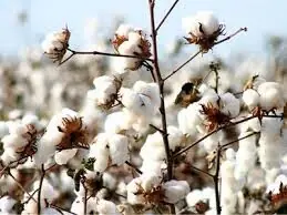 Delay in PCCC&ndash;PARC merger could put cotton production in serious jeopardy