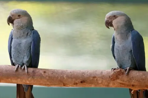 Feathers fly in dispute over Ambani zoo&rsquo;s pursuit of rare parrot