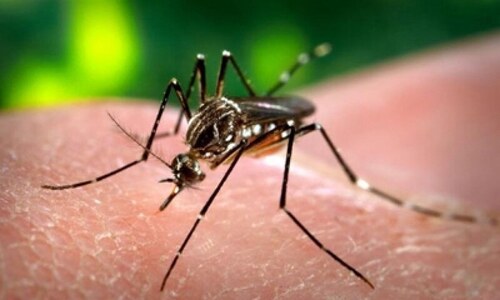 KP CM takes notice of dengue fever potential spread