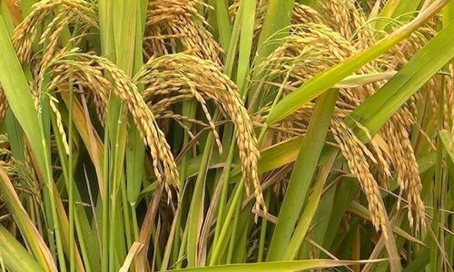 &lsquo;Floods may damage 12pc rice crop in Punjab&rsquo;